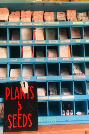 Plants and seeds