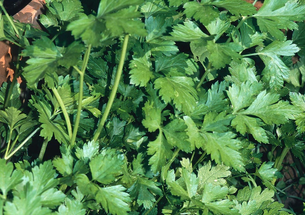 Parsley - Perejil