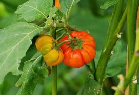 Africa Minature Eggplant - Berenjena