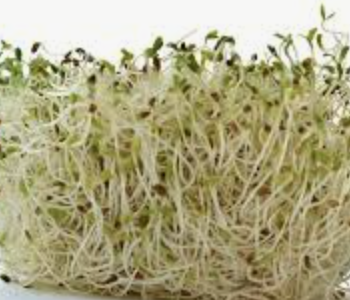 Alfalfa Sprouts Fresh - Brotes de Alfalfa