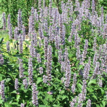 Anise Hyssop - Hisopo de Anís