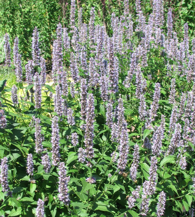 Anise Hyssop - Hisopo de Anís