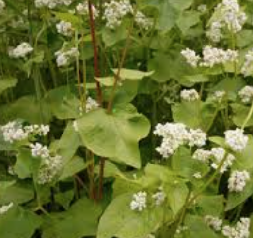 Buckwheat - Alforfón