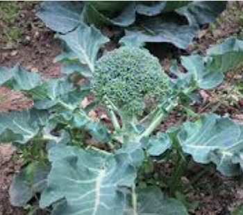 Broccoli - Brócoli