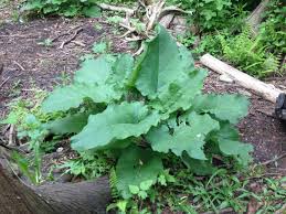 Burdock - Bardana