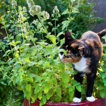 Catnip - Hierba Gatera