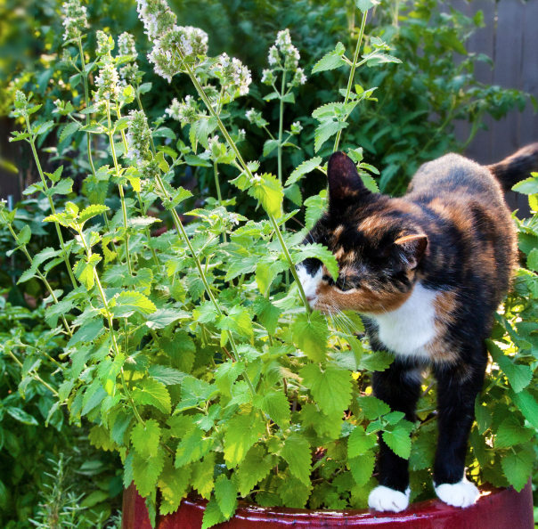 Catnip - Hierba Gatera
