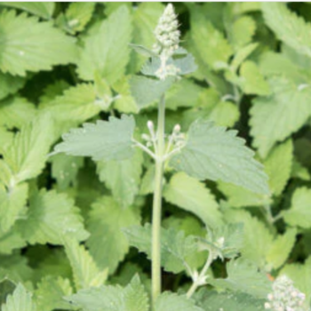 Catnip - Hierba Gatera