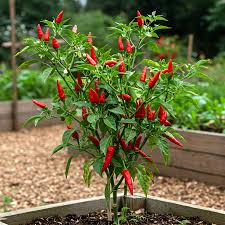 Cayenne - Cayena