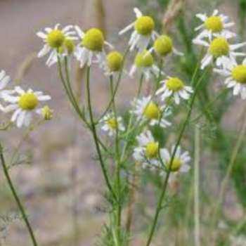 Chamomile - Manzanilla