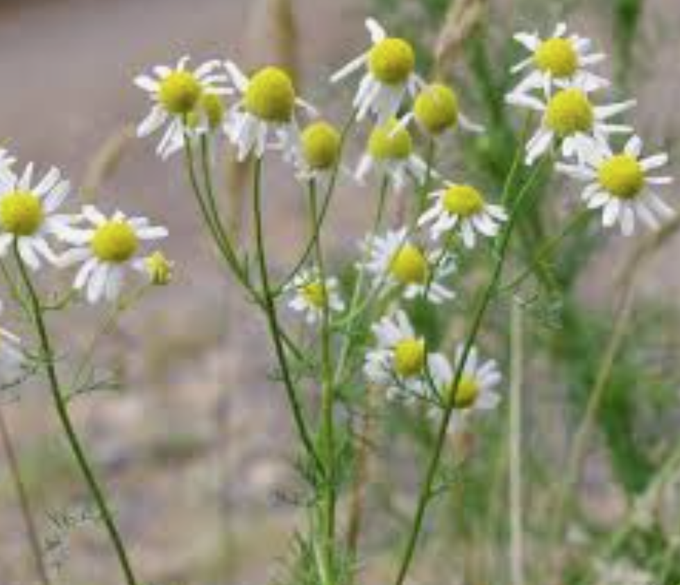 Chamomile - Manzanilla