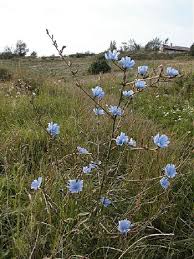 Chicory - Achicoria