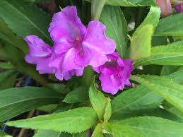 Chinese Balsam - Bálsamo Chino