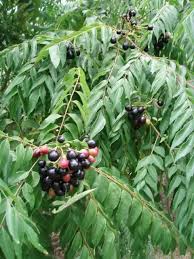 Curry tree - Árbol de Curry