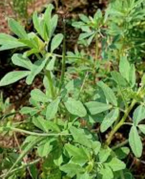 Fenugreek - Fenogreco