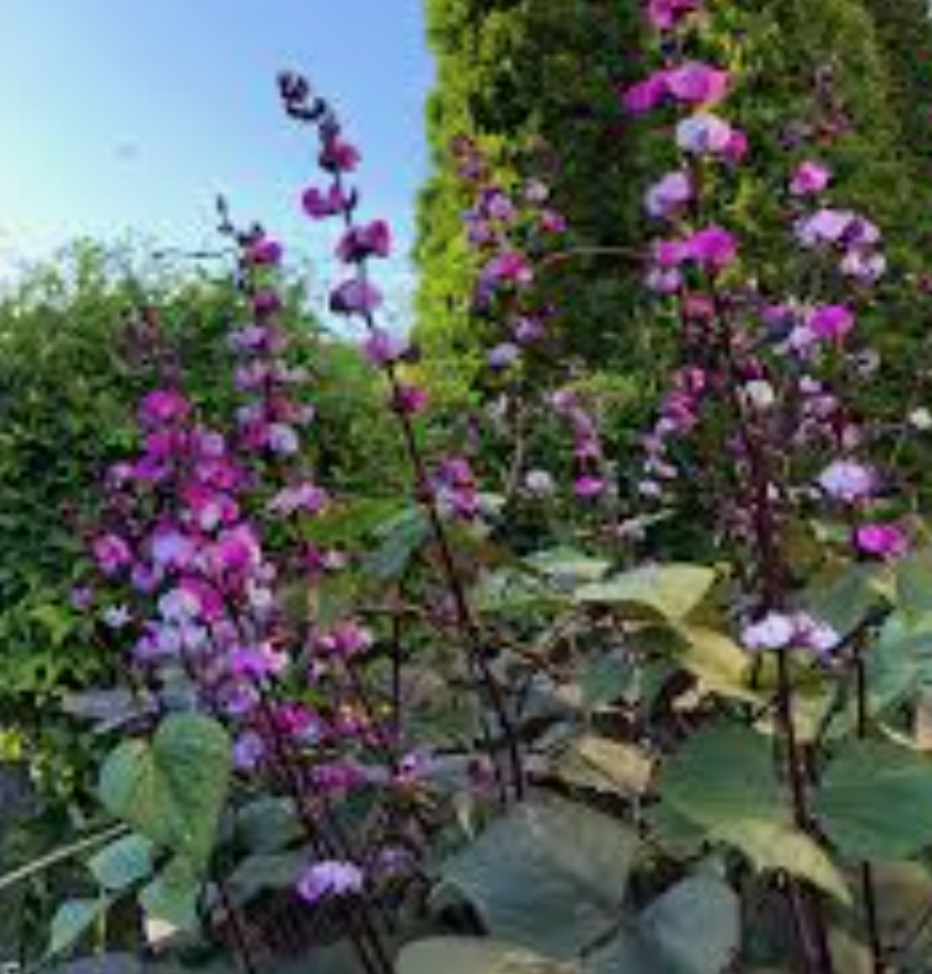 Hyacinth Bean - Frijol Jacinto
