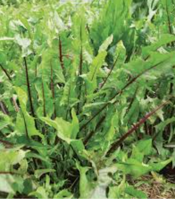Italian Dandelion - Diente de León Italiano