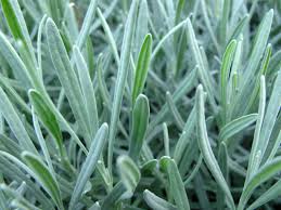 Lavender - Lavanda