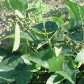 Lima Bean - Frijol Lima