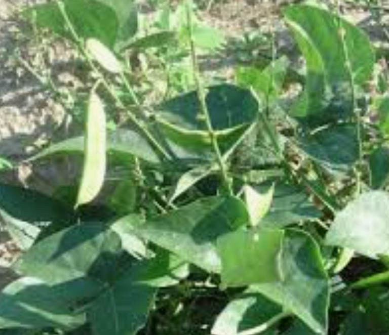 Lima Bean - Frijol Lima