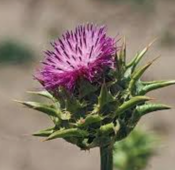 Milk Thistle (Single) - Cardo Mariano (Simple)