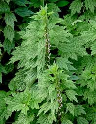 Motherwort - Toronjil de León