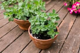 Oregano - Orégano
