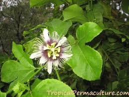 Passionfruit - Maracuyá