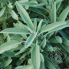 Sage - Salvia