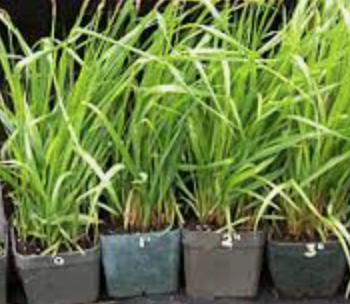 Sweet Grass - Hierba Dulce