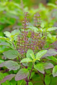 Tulsi (Holy Basil) - Tulsi (Albahaca Sagrada)