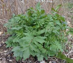 Valerian - Valeriana