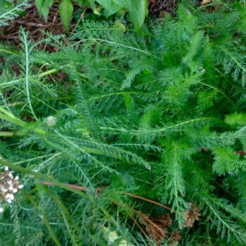 Yarrow - Milenrama