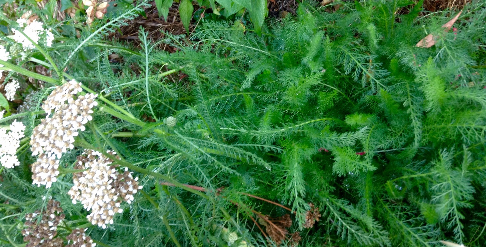 Yarrow - Milenrama