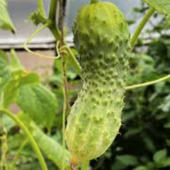 Cucumber - Pepino