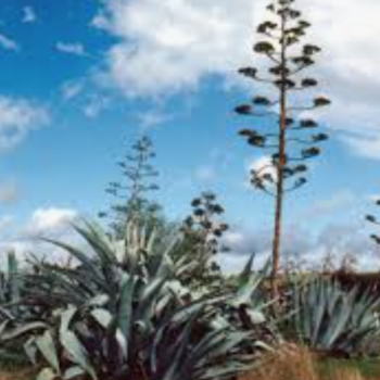 Agave