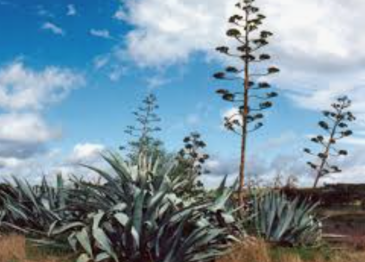 Agave