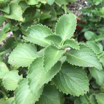 Oregano de Chilii