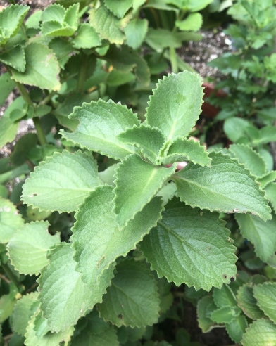 Oregano de Chilii