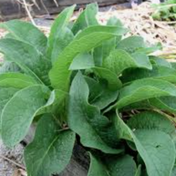 Comfrey, Consulo