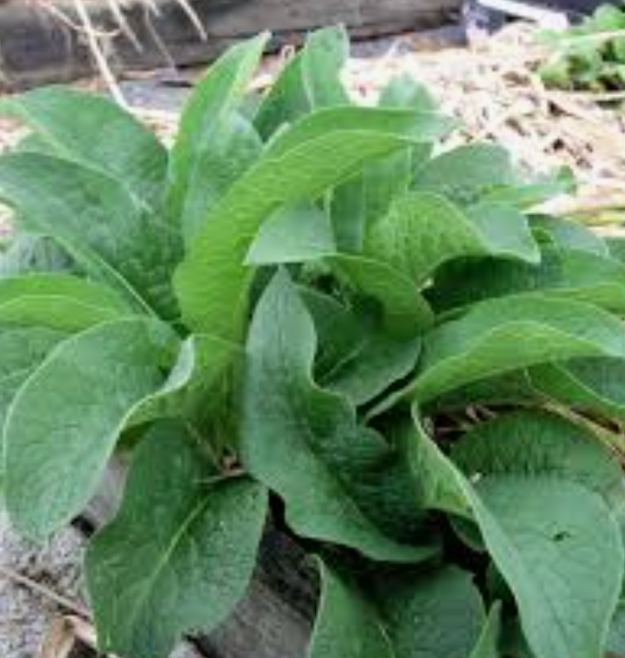 Comfrey, Consulo