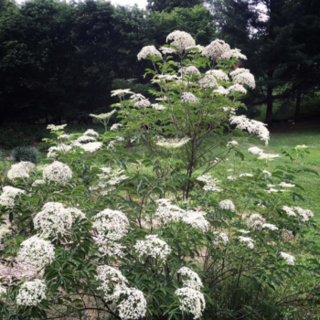 ElderBerry Tree