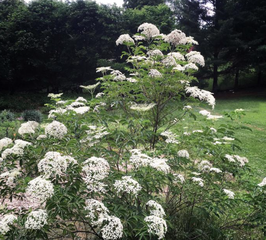ElderBerry Tree