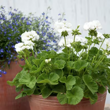 Geranium