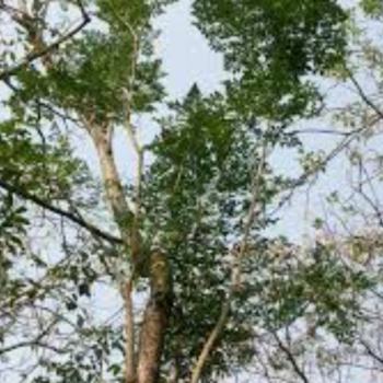 Jasmine Tree