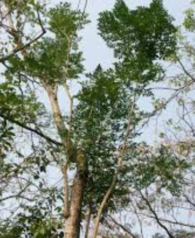 Jasmine Tree