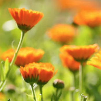 Calendula - Caléndula
