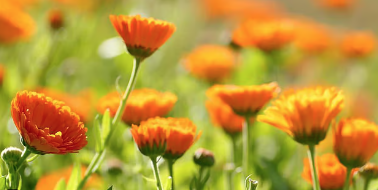 Calendula - Caléndula