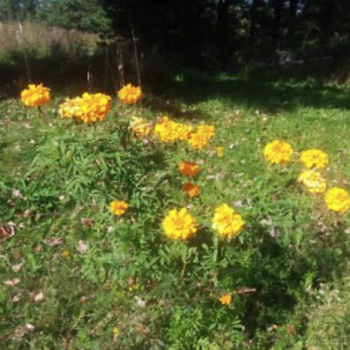 Marigold
