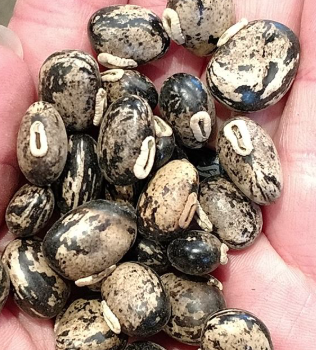 Pure Mucuna Powered
